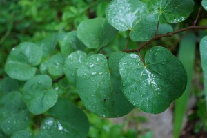 marcher sous la pluie